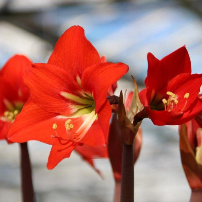 Hippeastrum 'Striped Garden' plant