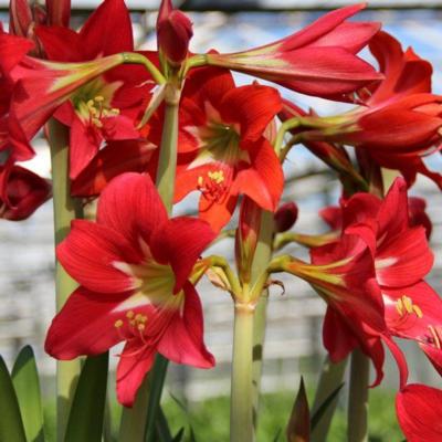 hippeastrum-striped-garden