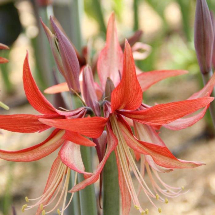 Hippeastrum 'Sumatra' plant