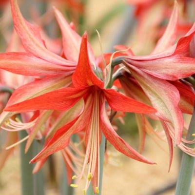 hippeastrum-sumatra