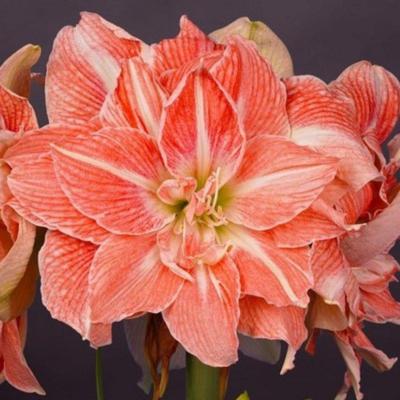 hippeastrum-sweet-amadeus