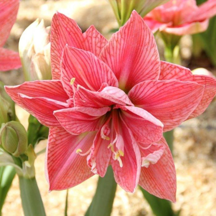 Hippeastrum 'Sweet Nymph' plant