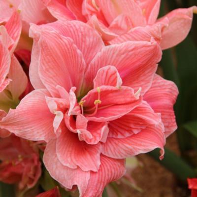 hippeastrum-sweet-nymph