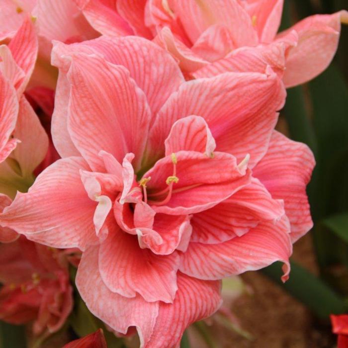 Hippeastrum 'Sweet Nymph' plant