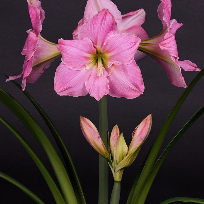 Hippeastrum 'Sweet Star' plant