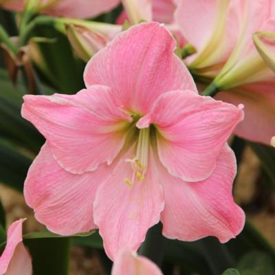 hippeastrum-sweet-star