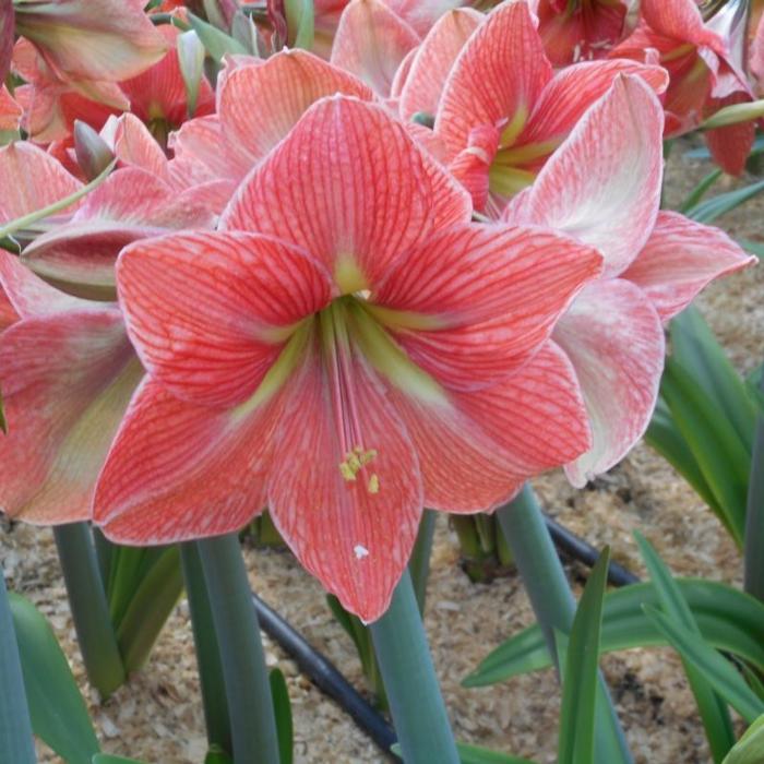 Hippeastrum 'Terra Cotta Star' plant