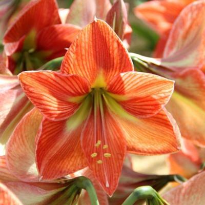 hippeastrum-terra-cotta-star