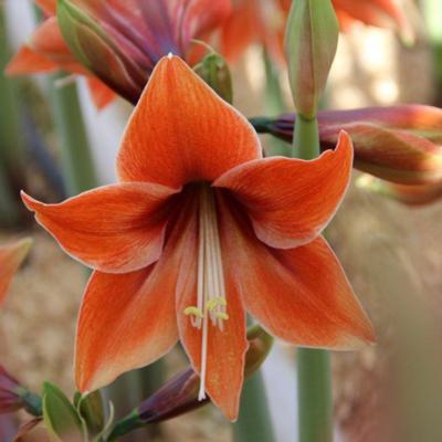 hippeastrum-tierra