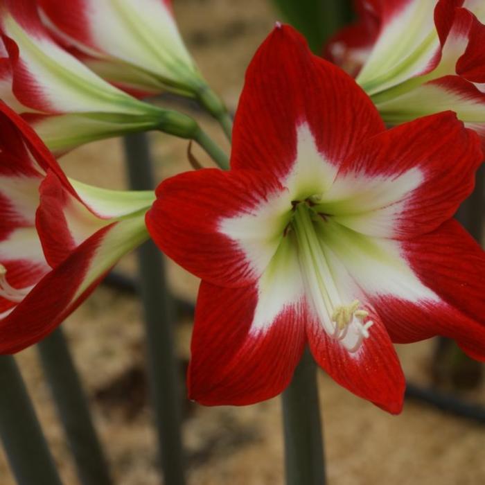 Hippeastrum 'Très Chic' plant