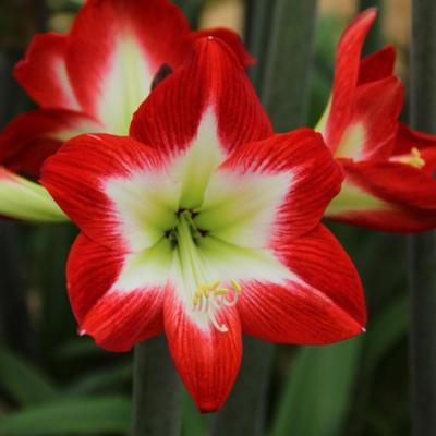 hippeastrum-tres-chic