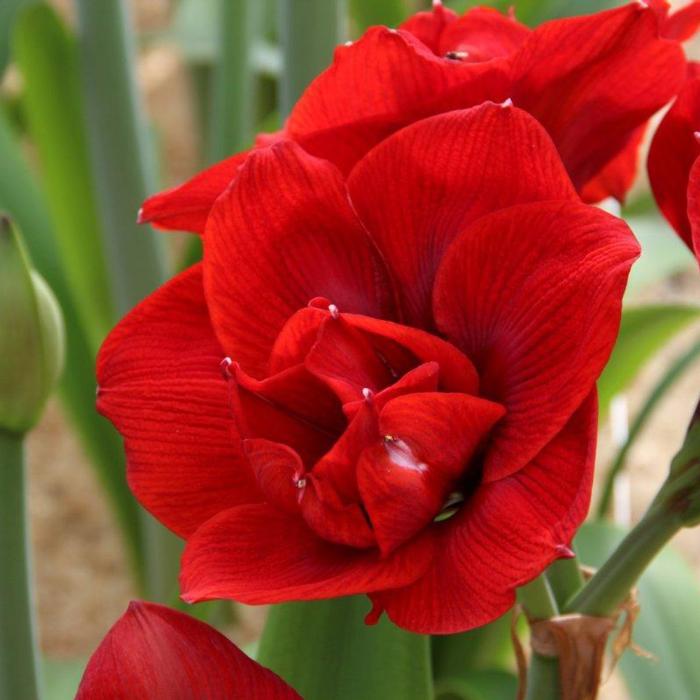 Hippeastrum 'Velvet Nymph' plant