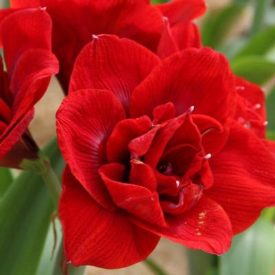 hippeastrum-velvet-nymph