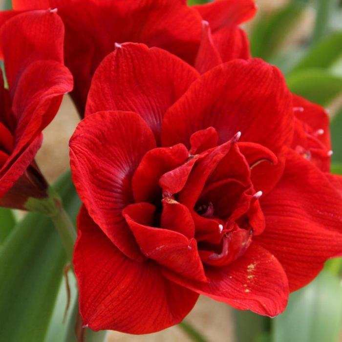 Hippeastrum 'Velvet Nymph' plant