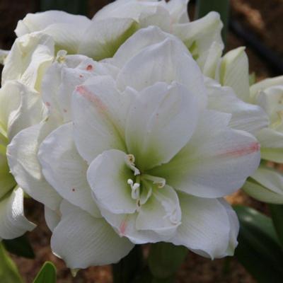 hippeastrum-white-amadeus