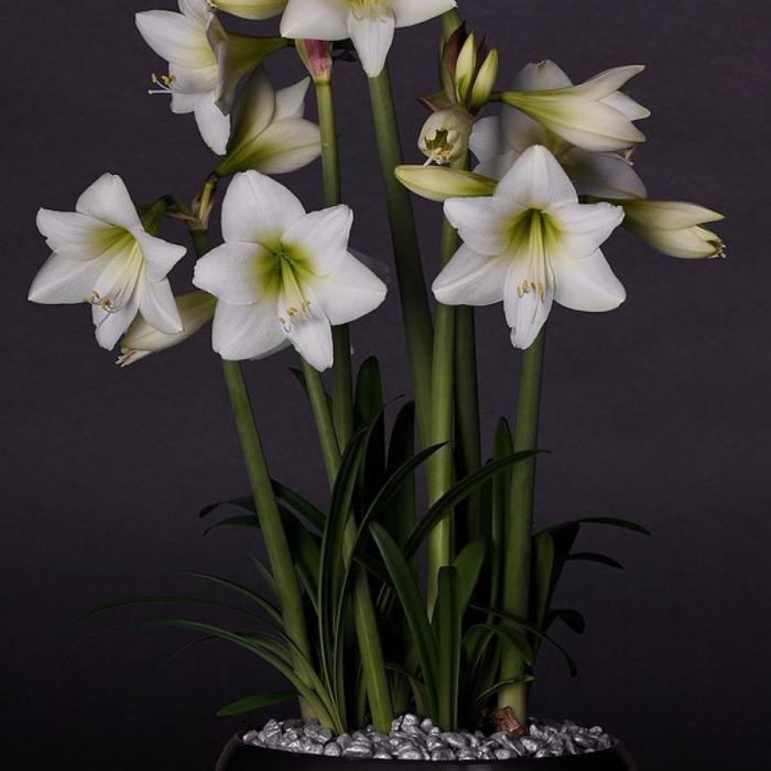 Hippeastrum 'White Garden' plant