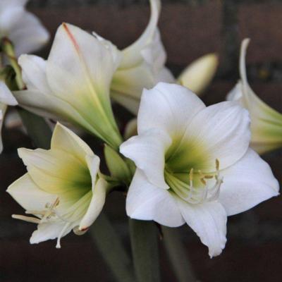 hippeastrum-white-garden