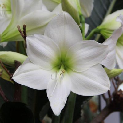 hippeastrum-white-queen