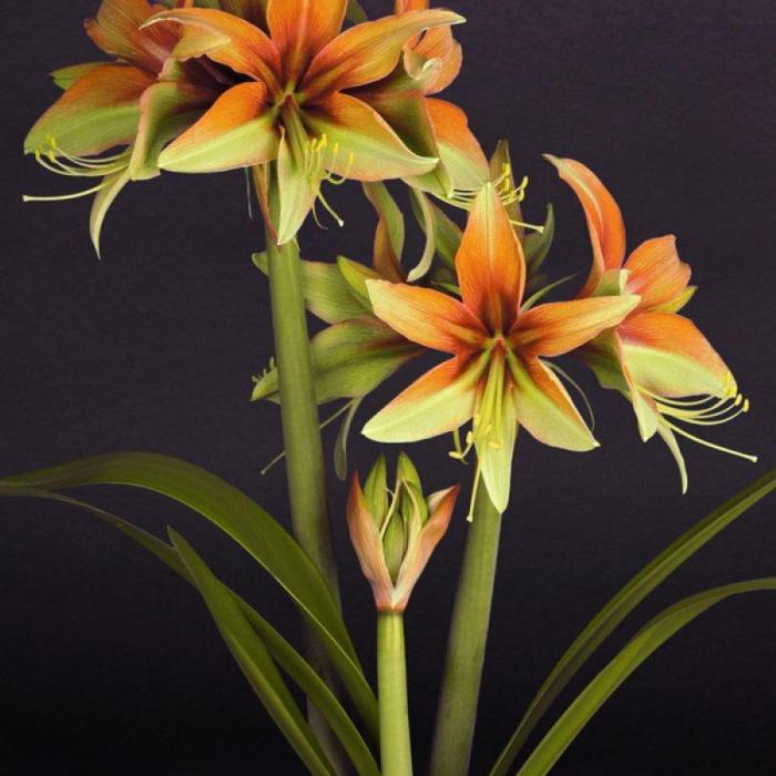 Hippeastrum 'Wild Amazone' plant