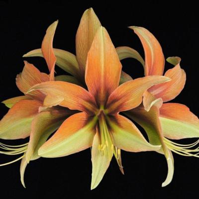 hippeastrum-wild-amazone