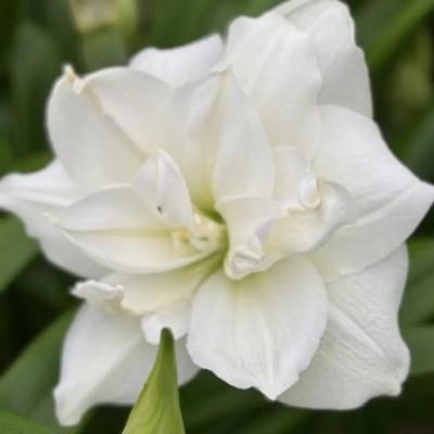 hippeastrum-wimbledon