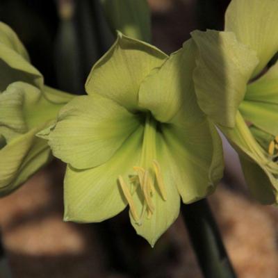 hippeastrum-yellow-star