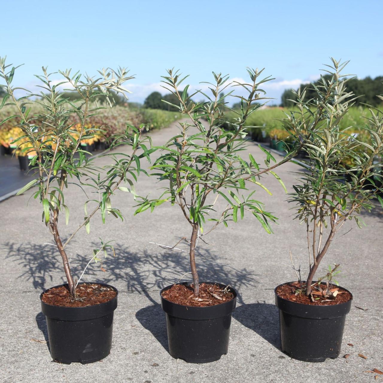 Hippophae rhamnoides 'Botanika' plant