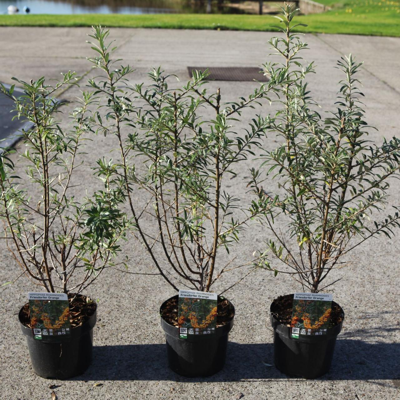 Hippophae rhamnoides 'Friesdorfer Orange' plant