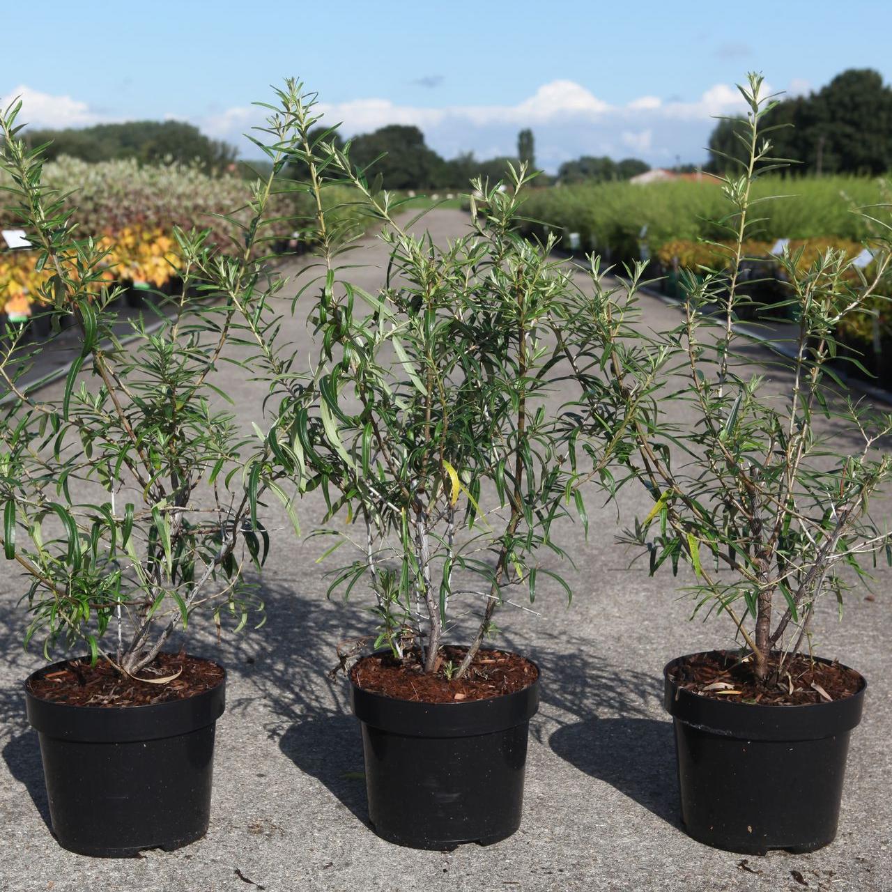 Hippophae rhamnoides 'Hergo' plant