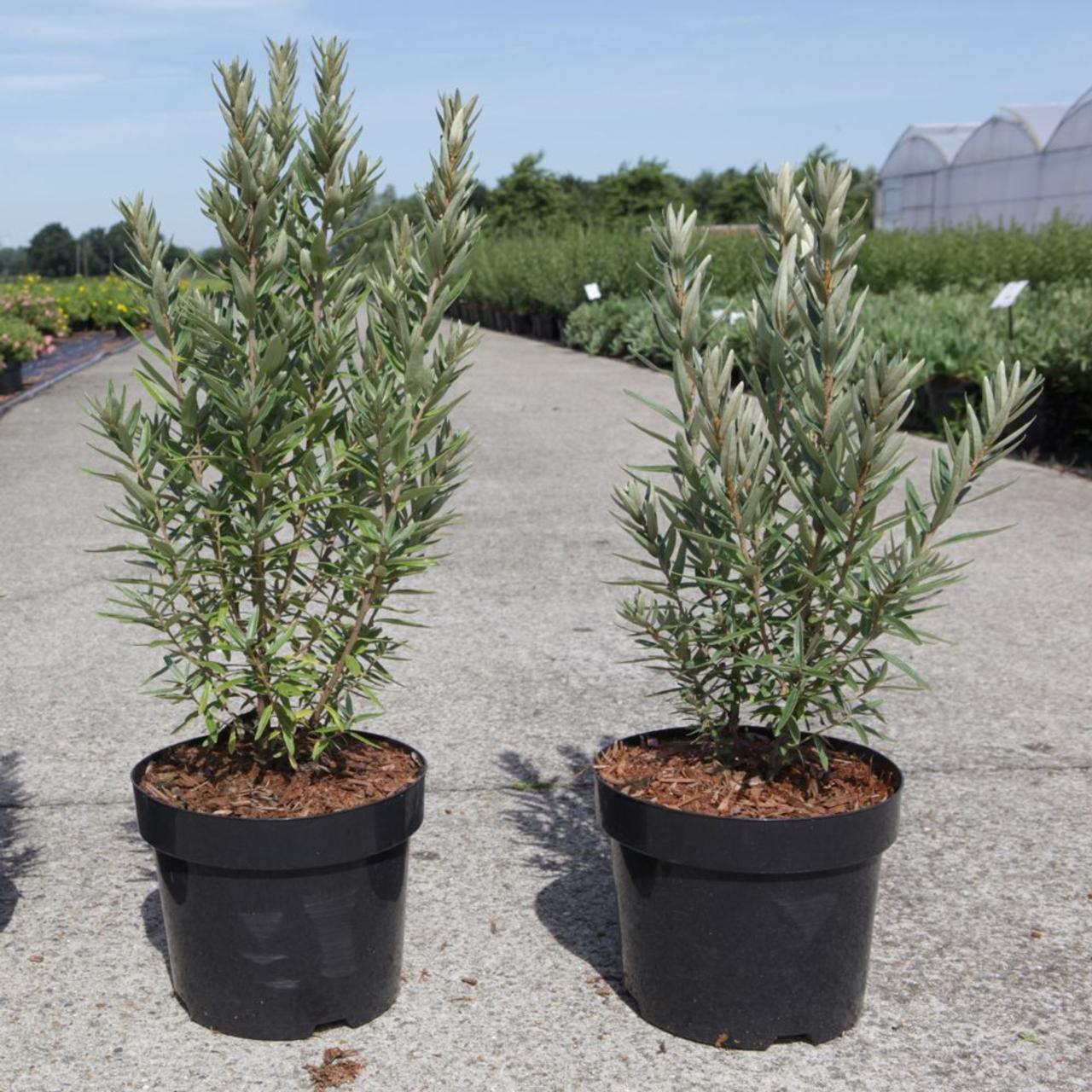 Hippophae rhamnoides 'Hikul' plant