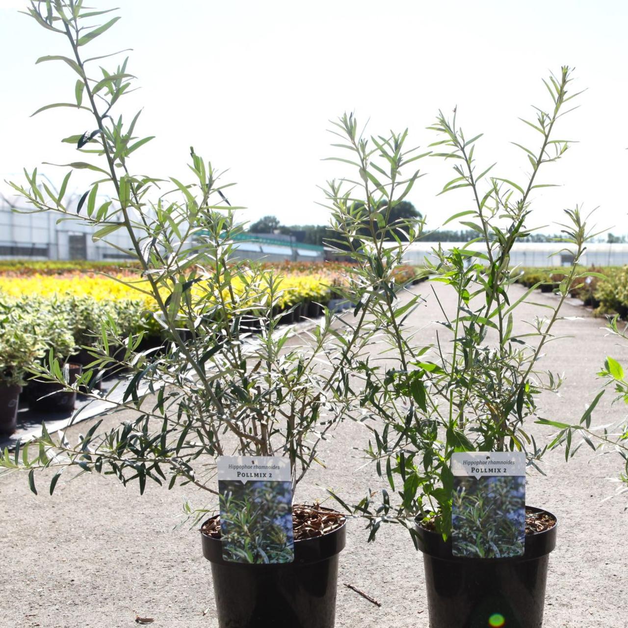 hippophae-rhamnoides-pollmix-2 Hippophae rhamnoides 'Pollmix 2' plant