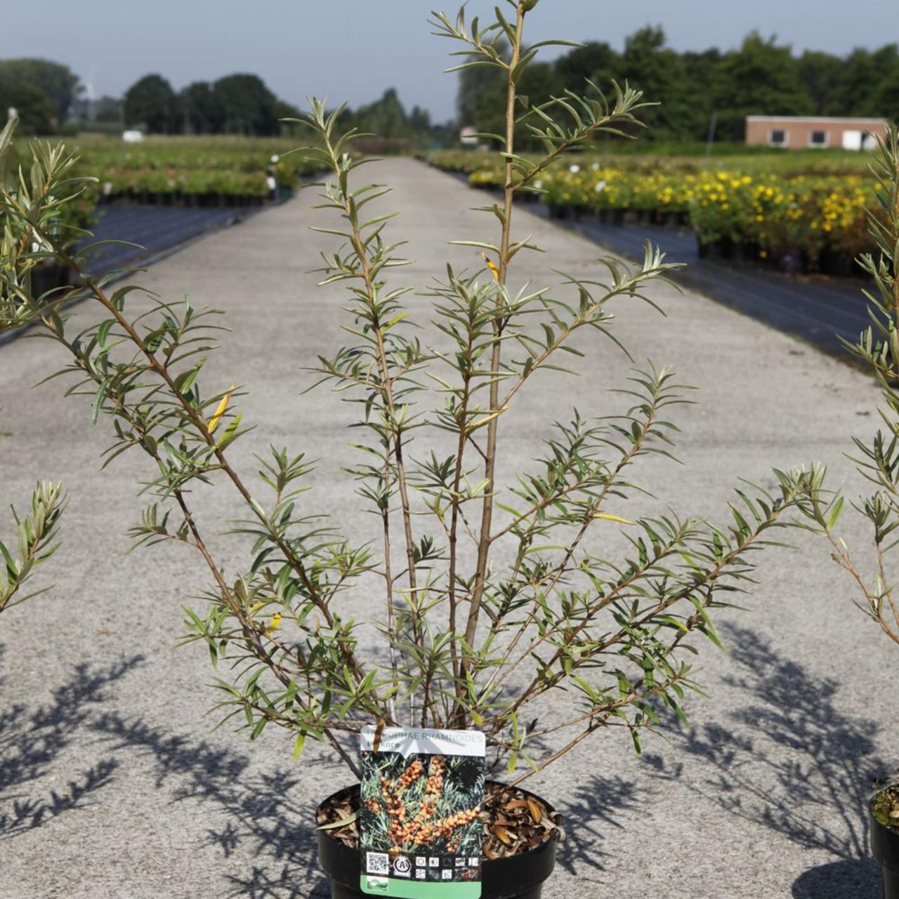 Hippophae rhamnoides 'Pollmix' plant