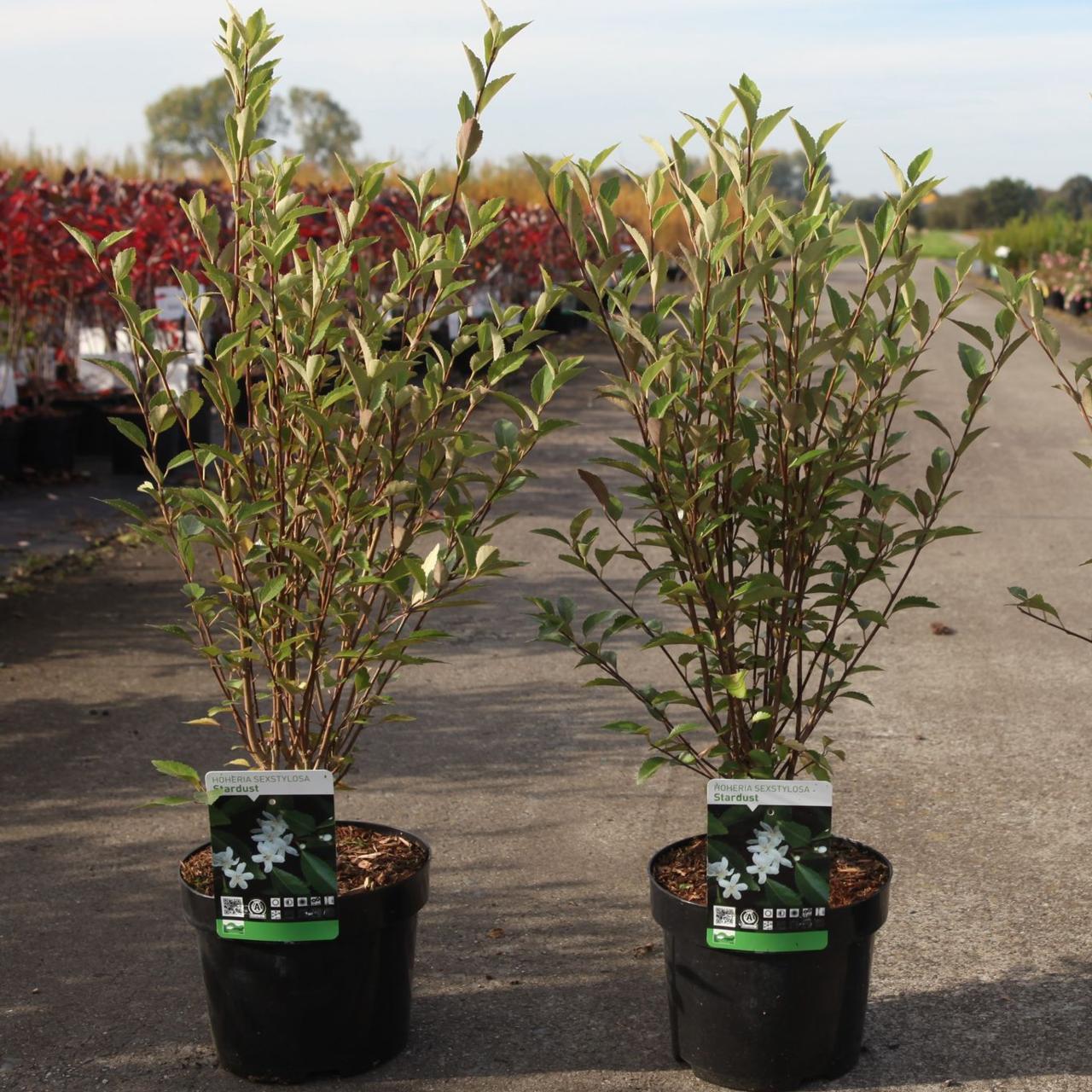 Hoheria sexstylosa 'Stardust' plant