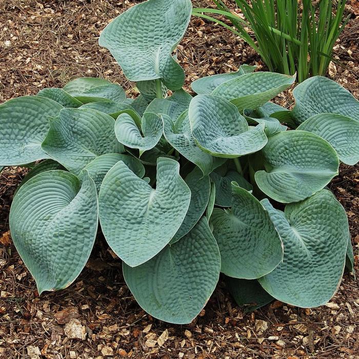 Hosta 'Abiqua Drinking Gourd' plant