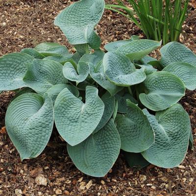 Hosta