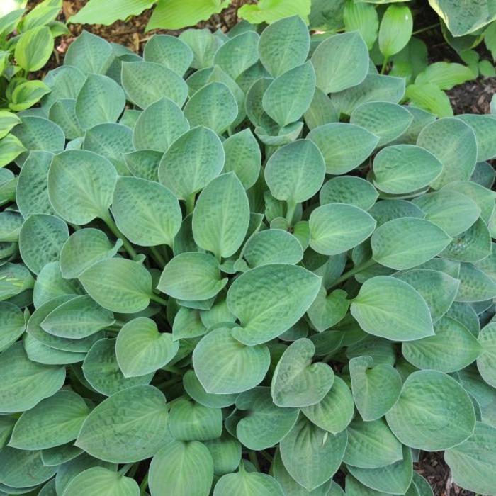 Hosta 'Abiqua Trumpet' plant