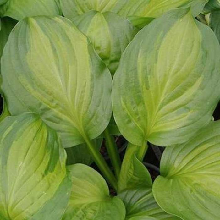 Hosta 'Adorable' plant