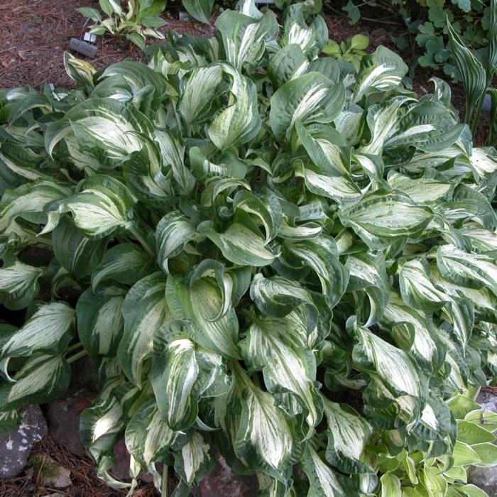 Hosta 'Allegan Fog' plant