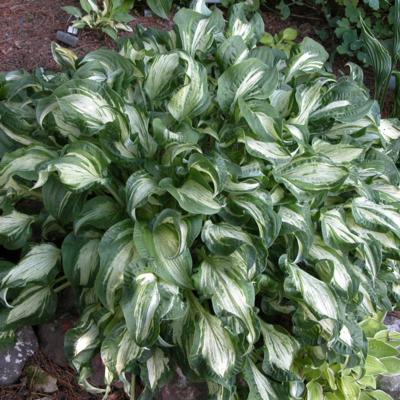 hosta-allegan-fog