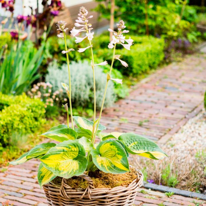 Hosta 'Alligator Alley' plant