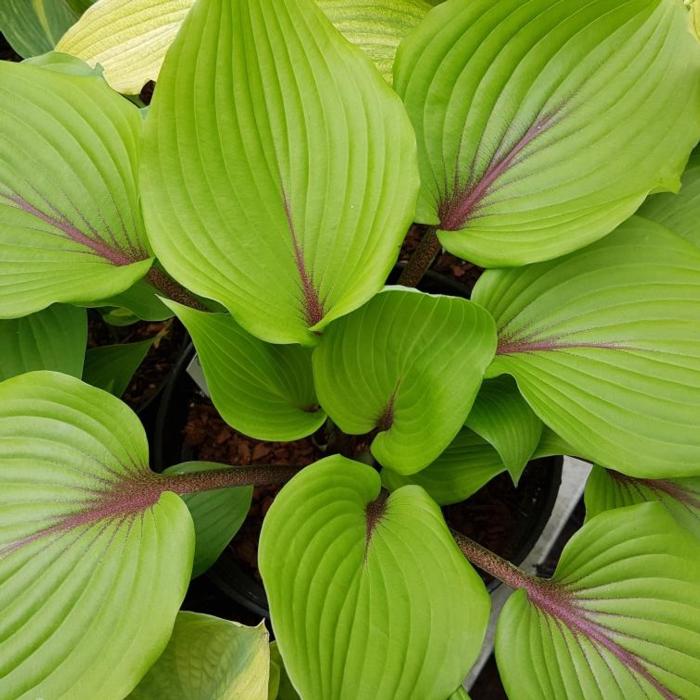 Hosta 'Almost' plant