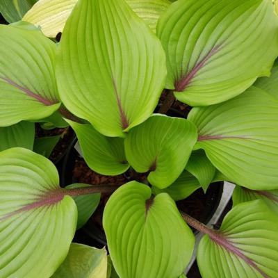 hosta-almost