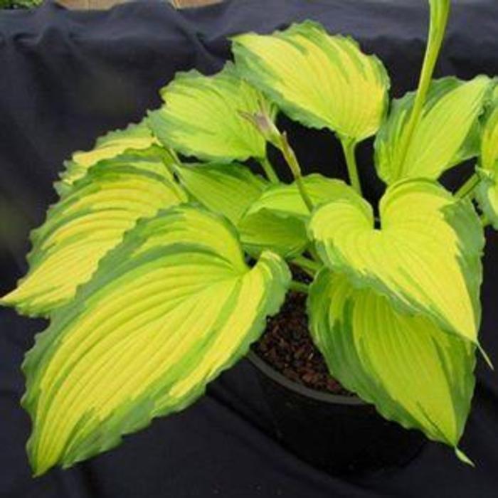 Hosta 'Amalia' plant