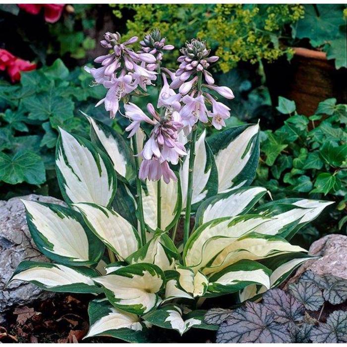 Hosta 'Amazone' plant