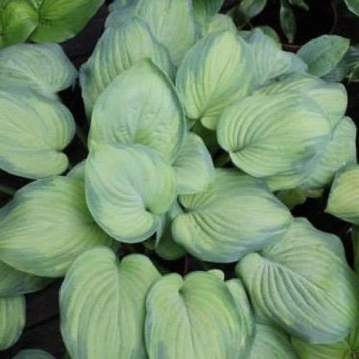 Hosta 'Ambrosia' plant