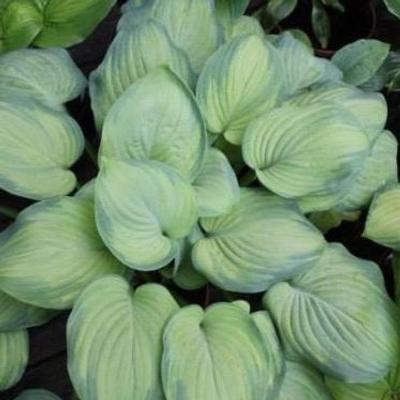 hosta-ambrosia