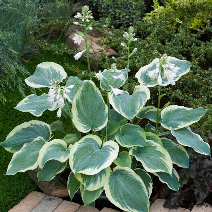 Hosta 'American Halo' plant