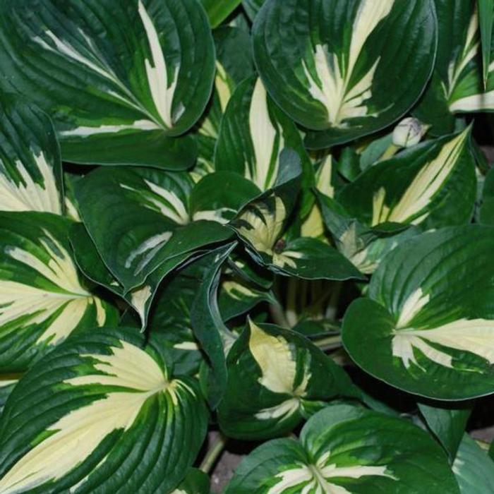 Hosta 'Americana' plant