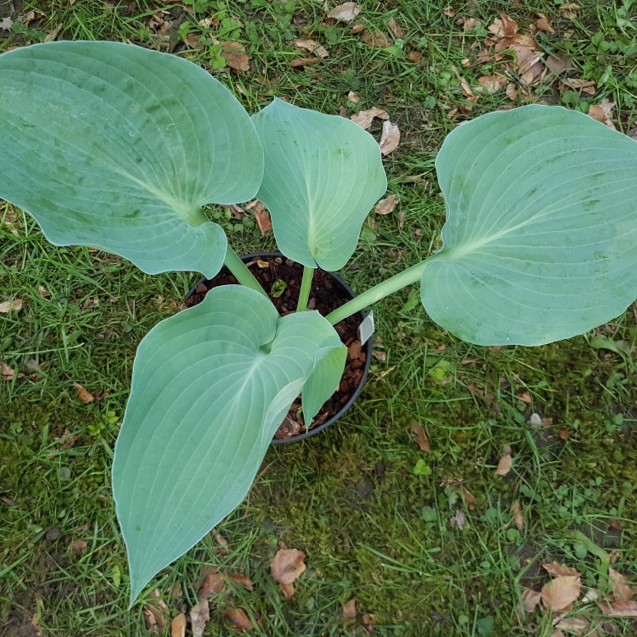 Hosta 'Andorian' plant
