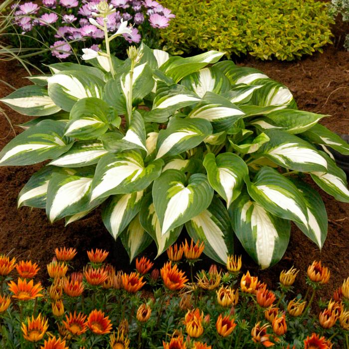 Hosta 'Ann Kulpa' plant